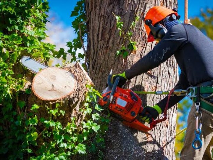 Tree Service — vetted local pros on Roger